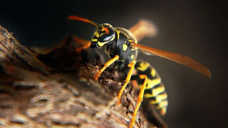 Krafttier Wespe: Bedeutung, Symbolik und Eigenschaften