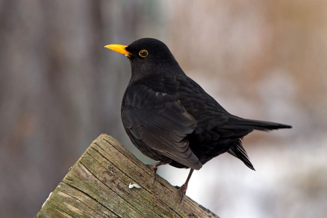 Krafttier Amsel Das Geheimnisvolle Krafttier Und Seine Bedeutung krafttier-amsel-das-geheimnisvolle-krafttier-und-seine-bedeutung