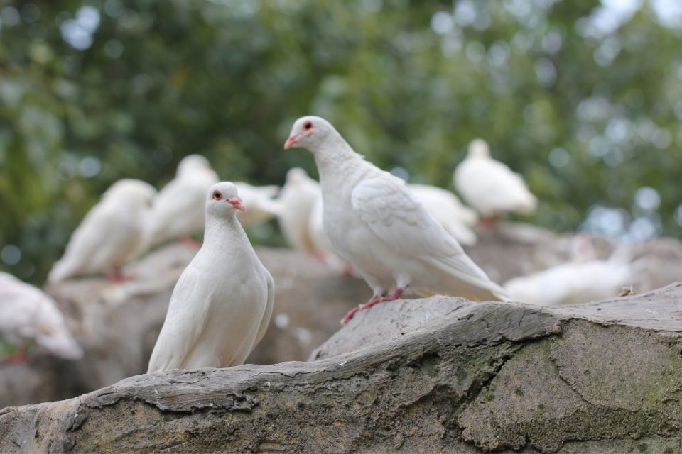 Weiße Taube Bedeutung Was symbolisiert sie und welche Bedeutung hat