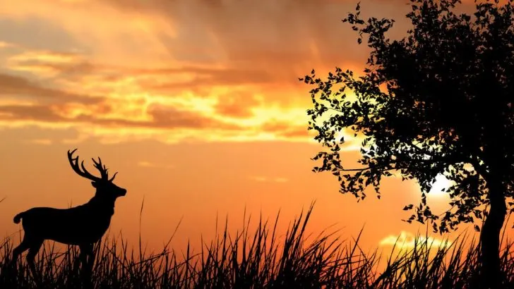 Krafttier Hirsch: Symbol für Stärke, Natur und Spiritualität