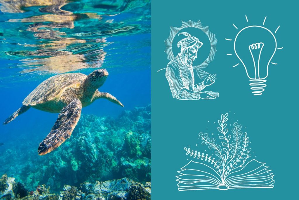 Bedeutung Der Schildkrote