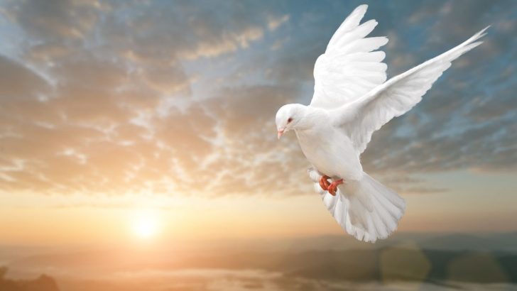 Weiße Taube Bedeutung: Was symbolisiert sie und welche Bedeutung hat sie?