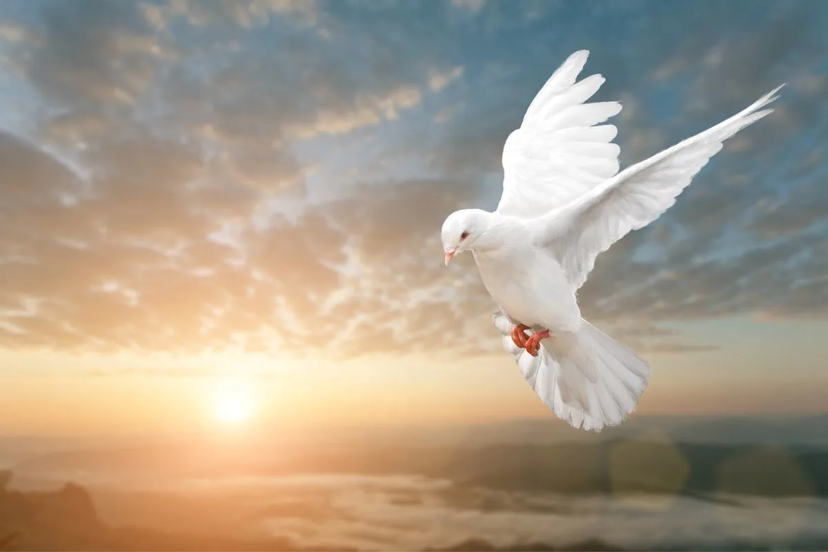 Weiße Taube Bedeutung_ Was symbolisiert sie und welche Bedeutung hat sie