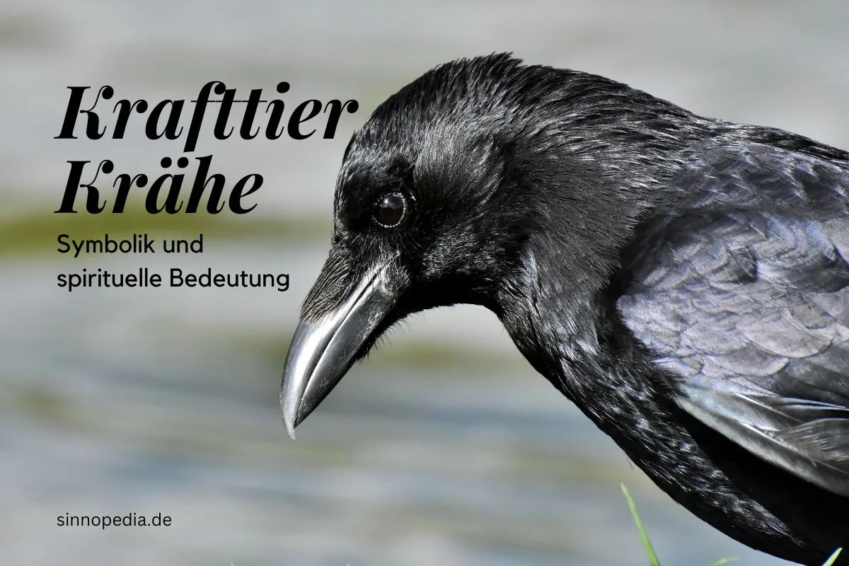 Krafttier Krähe Bedeutung, Symbolik und spirituelle Bedeutung